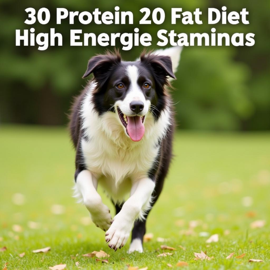 Active dog benefiting from a 30/20 diet