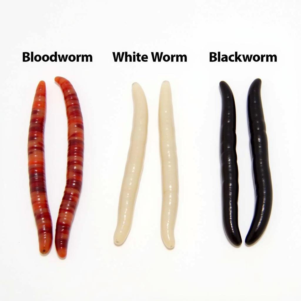 Variety of Fish Worms