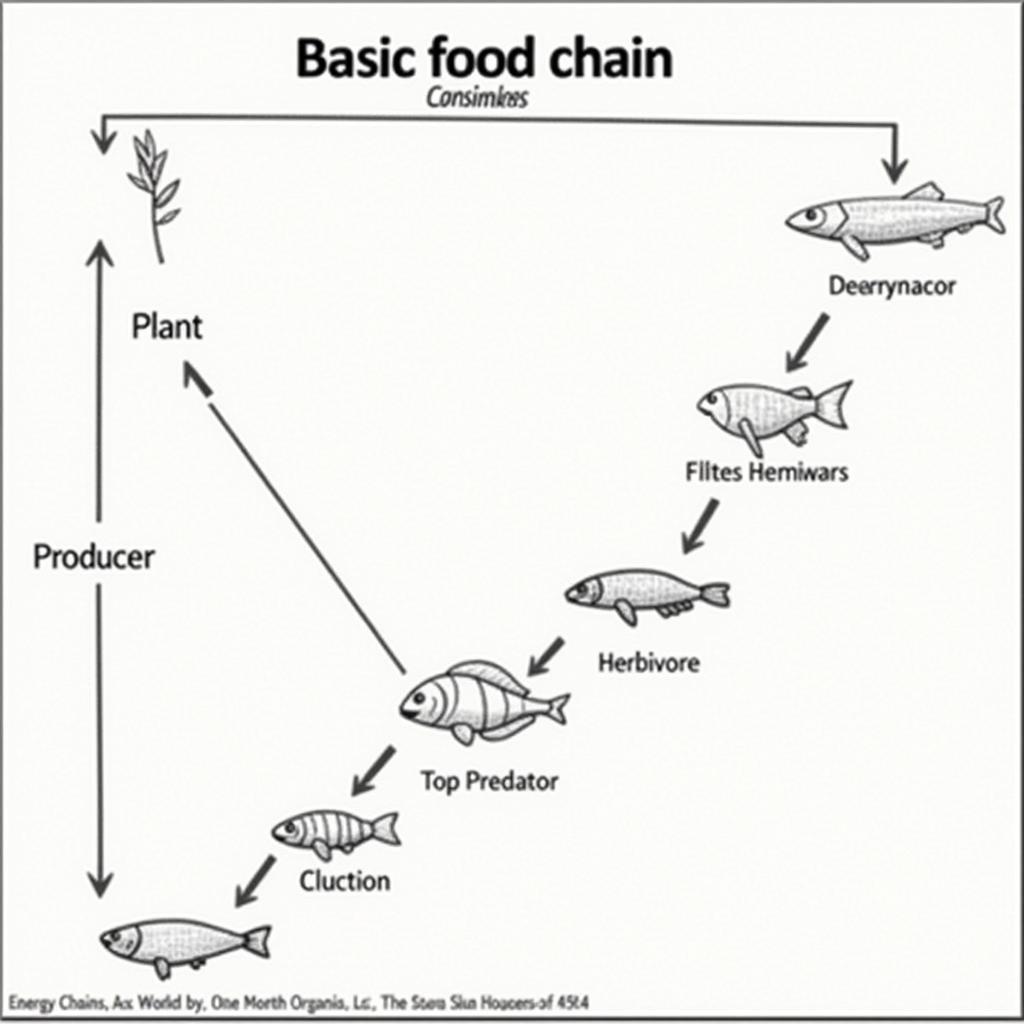 Food Chain Diagram Worksheet Answer Example