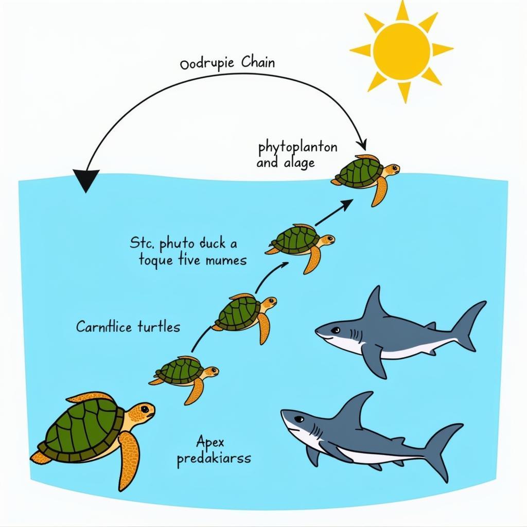 Sea Turtle Food Chain Diagram