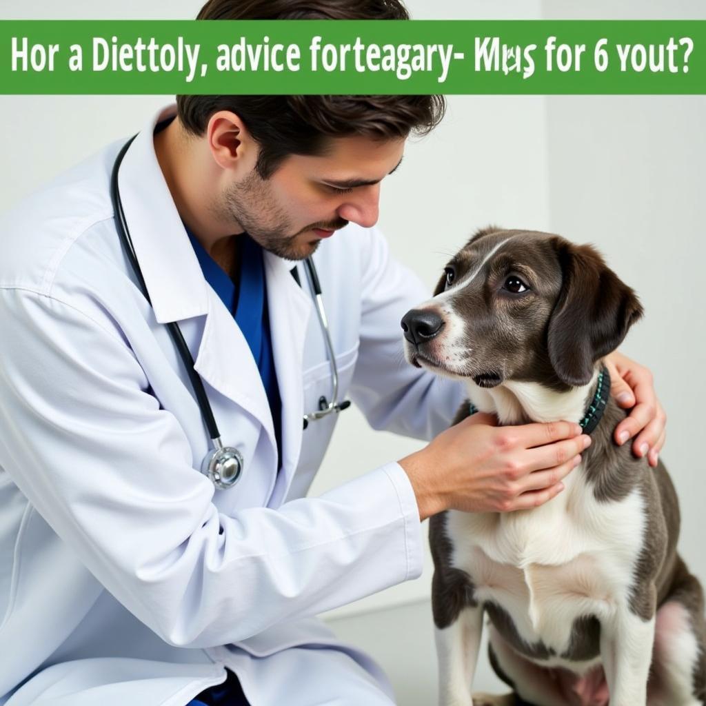 Veterinarian Examining a Dog