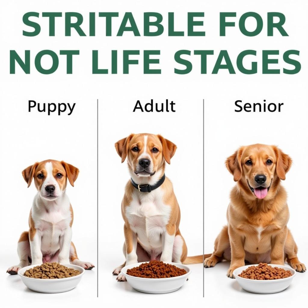 Dog Food for Different Life Stages