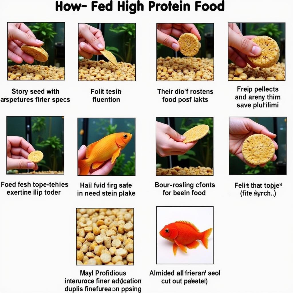 Feeding Fish High-Protein Food