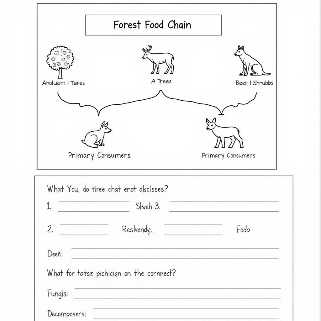 Forest Ecosystem Food Chain Worksheet Example