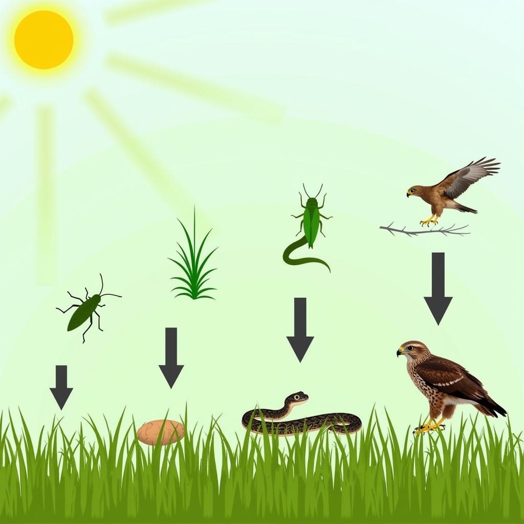 Grassland Food Chain Diagram