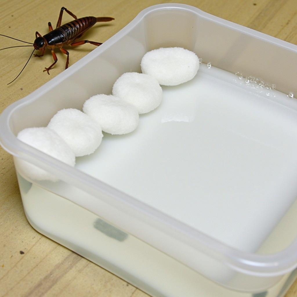 Cricket Water Source: A shallow dish with cotton balls soaked in water.