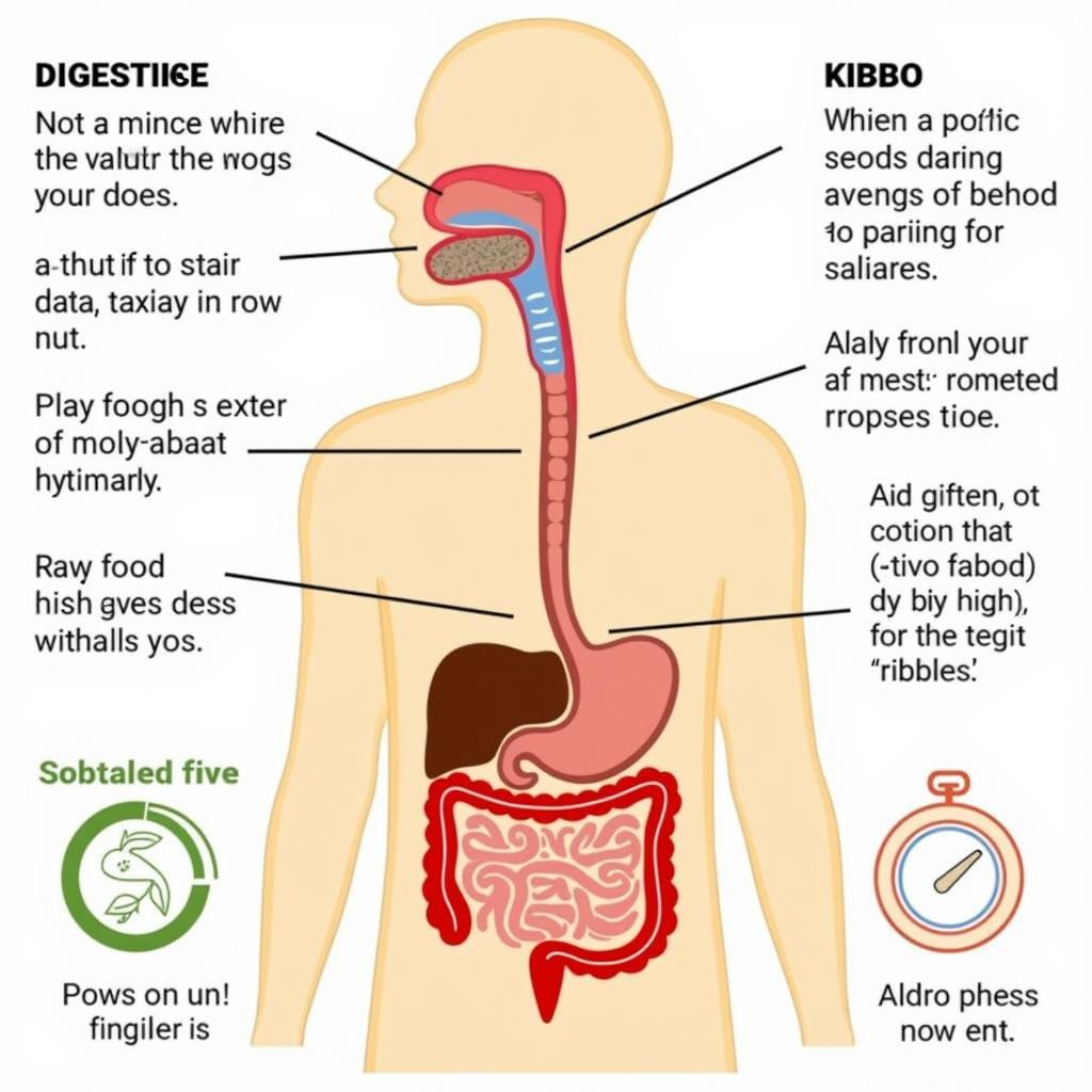 Dog Digestive System Comparison: Kibble vs. Raw Food