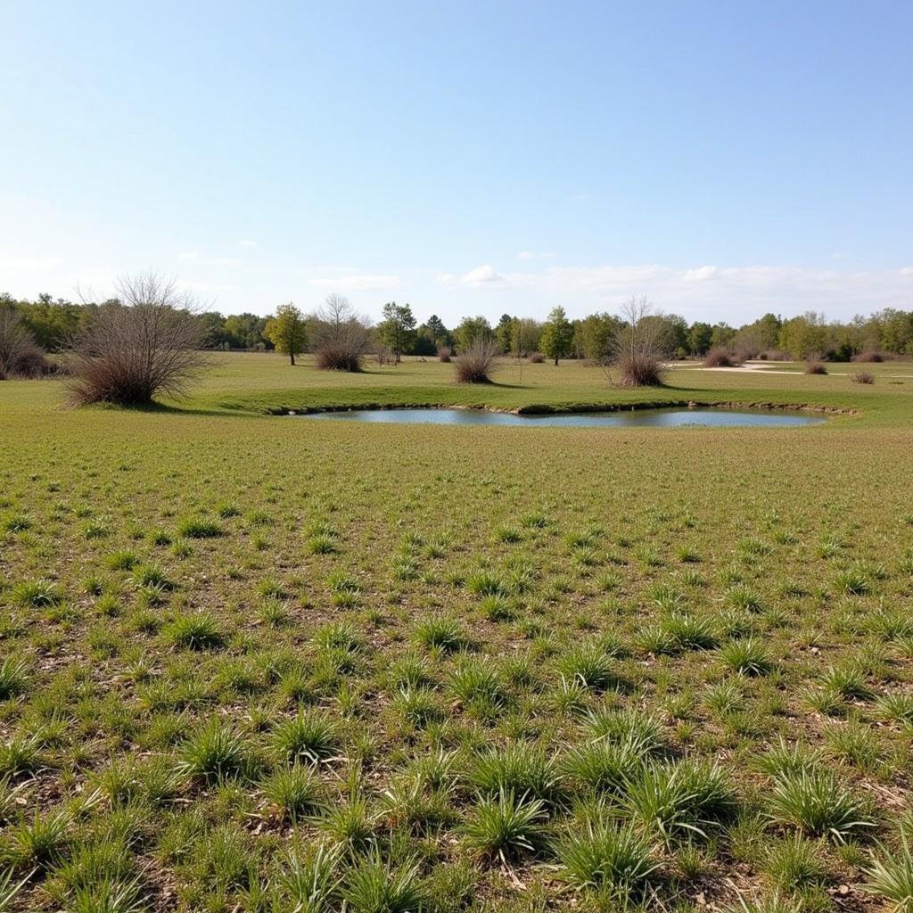 A food plot with a nearby water source and strategically placed cover.