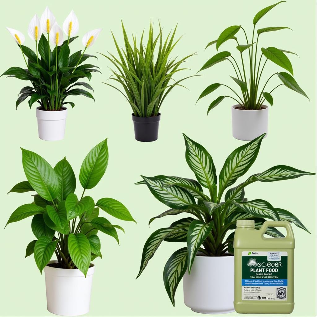 Athena Plant Food Benefits for Indoor Plants